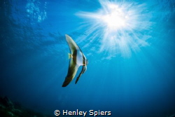 Chasing the Light by Henley Spiers 